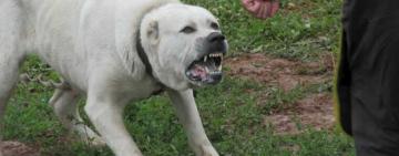 Собаку довелось знешкодити: в поліції розповіли моторошні подробиці смерті жінки від укусів алабая